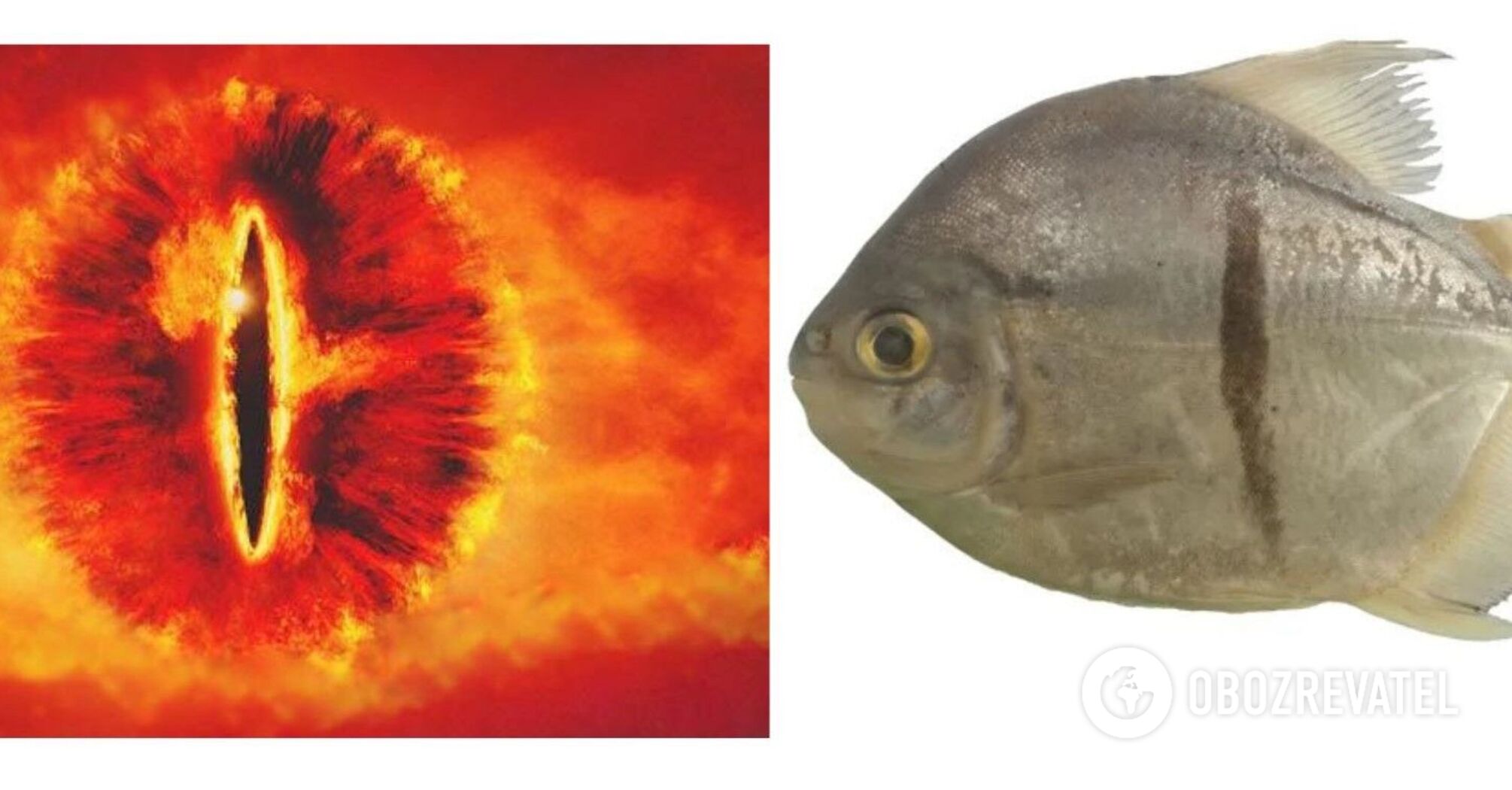 It looks like a piranha. A fish with "human teeth" and the "Eye of Sauron" was found in the Amazon