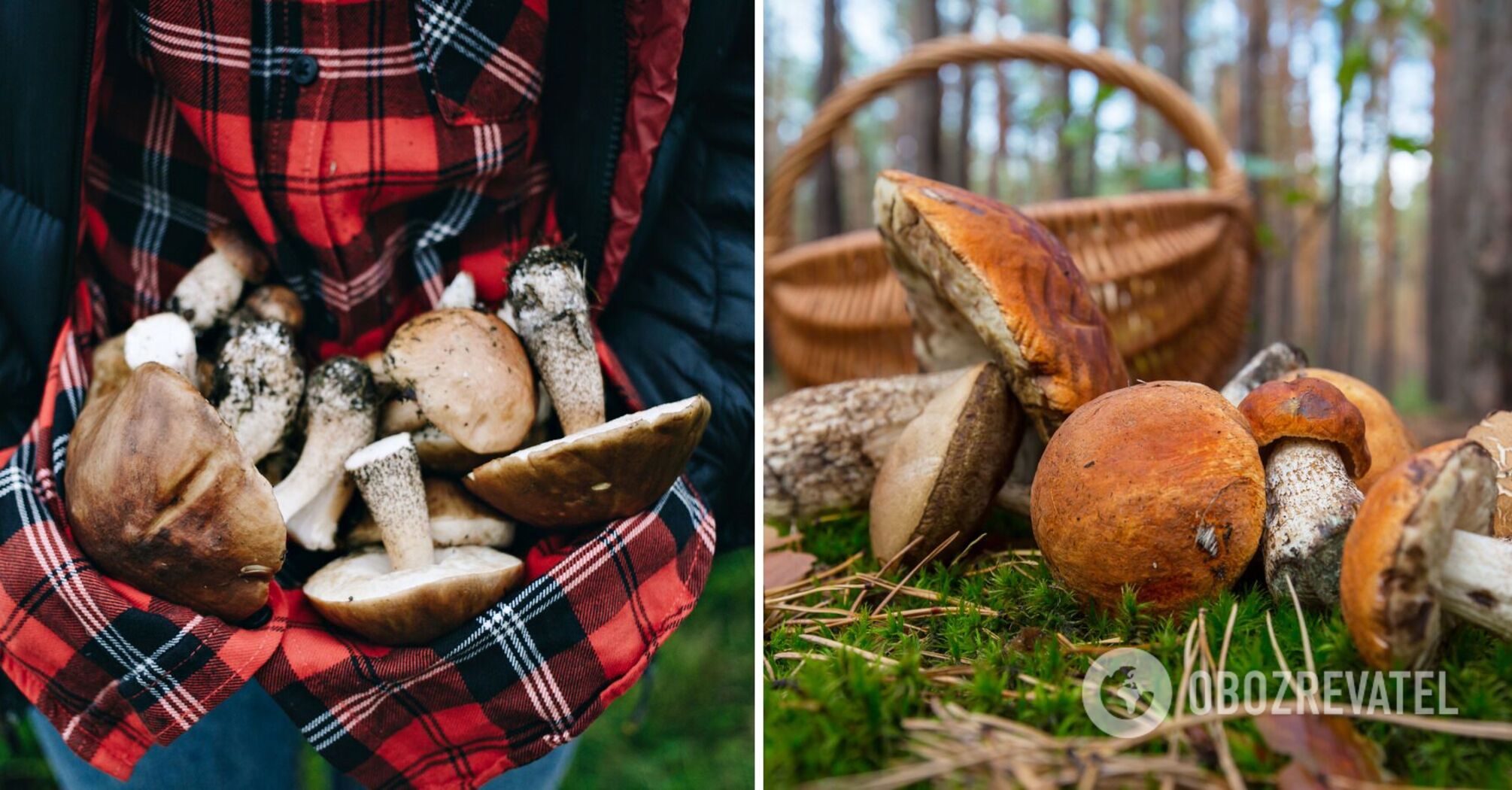 Time for a hunt: top mushroom places in Ukraine