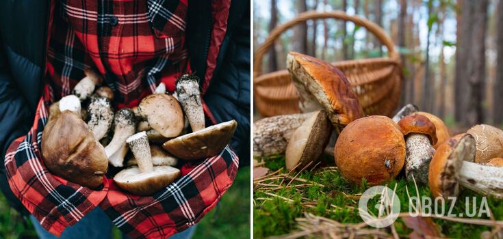 Time for a hunt: top mushroom places in Ukraine