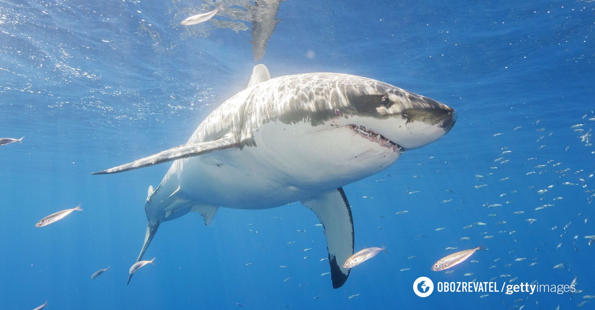 This is the first case of such a murder in nature: a pregnant shark was eaten by another shark. How scientists explain it