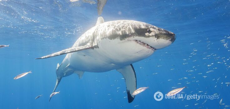 This is the first case of such a murder in nature: a pregnant shark was eaten by another shark. How scientists explain it