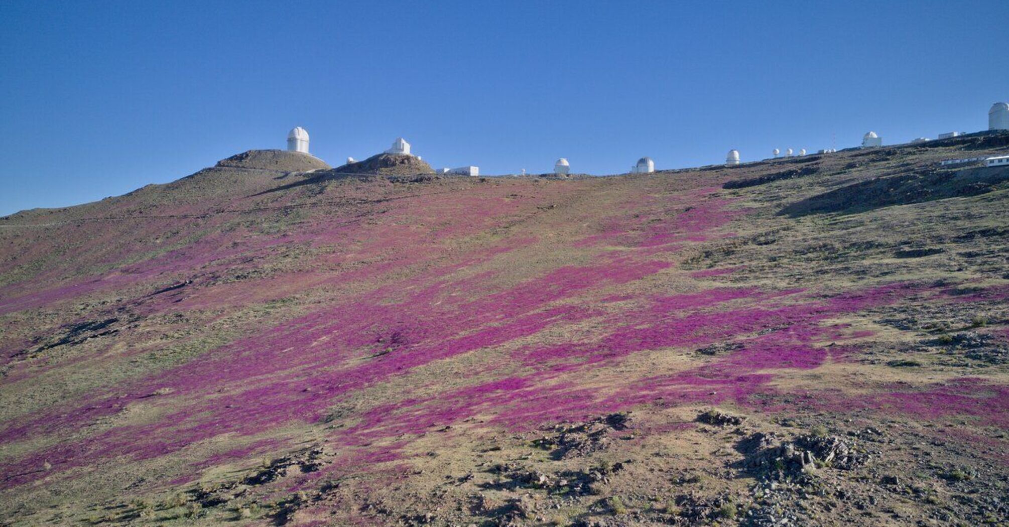 The driest desert on Earth has turned purple: this happens every few years. Photo