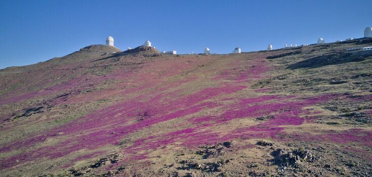 The driest desert on Earth has turned purple: this happens every few years. Photo