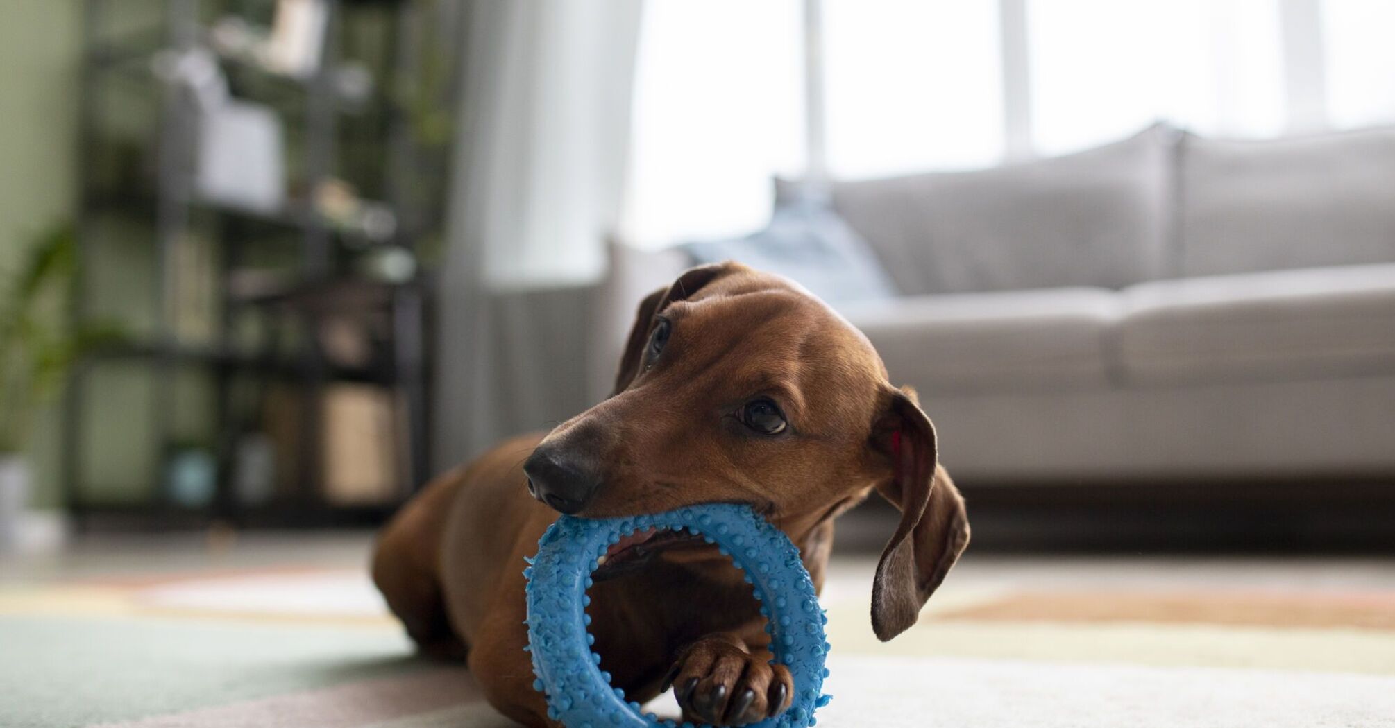They remember the names of their toys for years: scientists have discovered an interesting fact about dogs