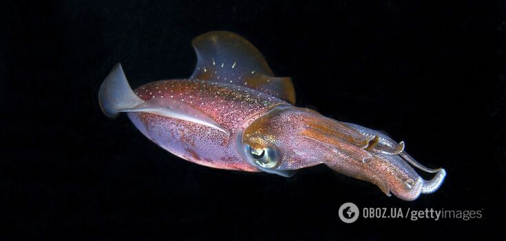Video of a rare squid with huge eggs has struck the Internet: what kind of mollusk is it and why scientists were silent for 9 years