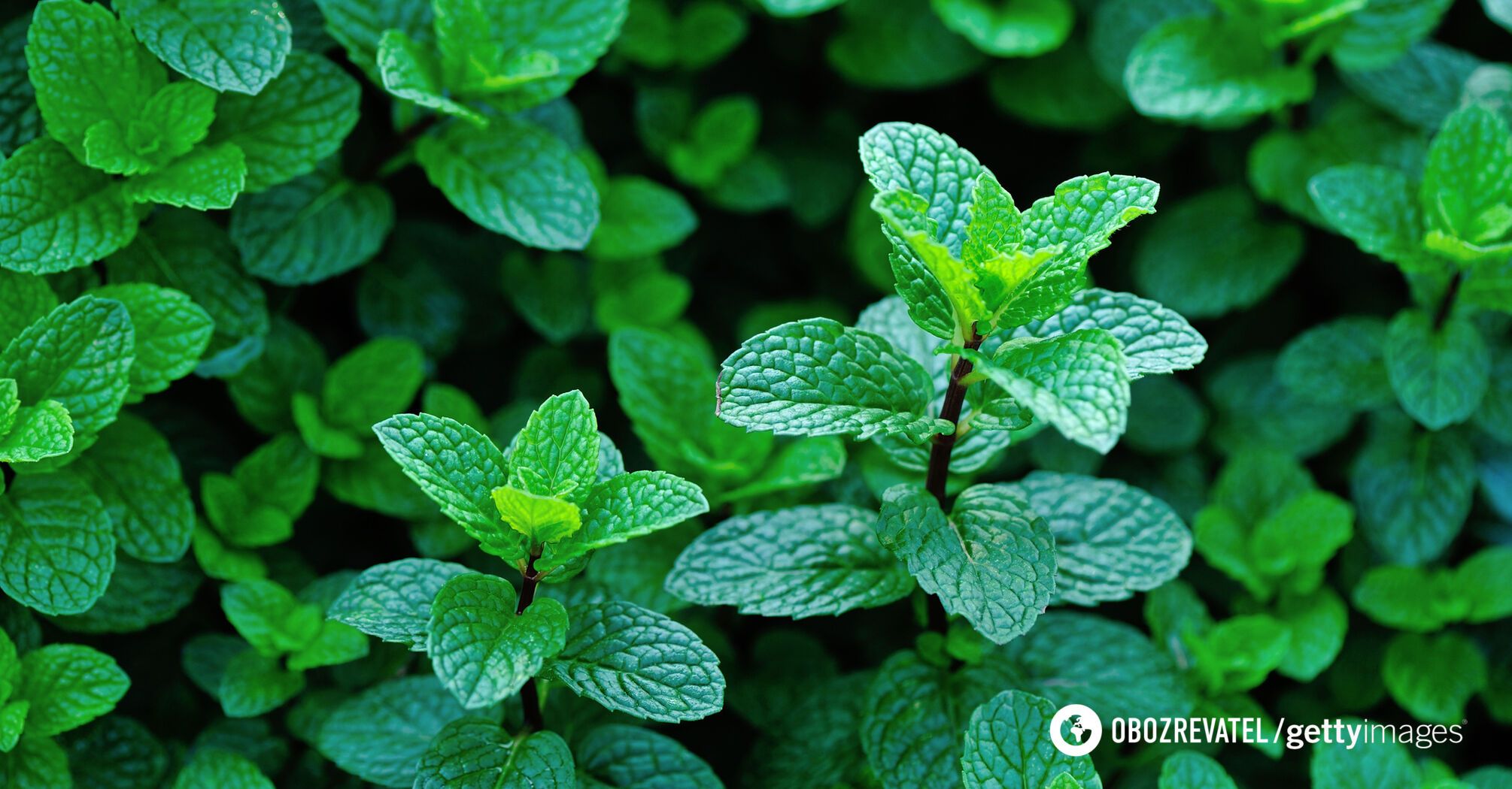 Mint has antiseptic and anti-inflammatory properties