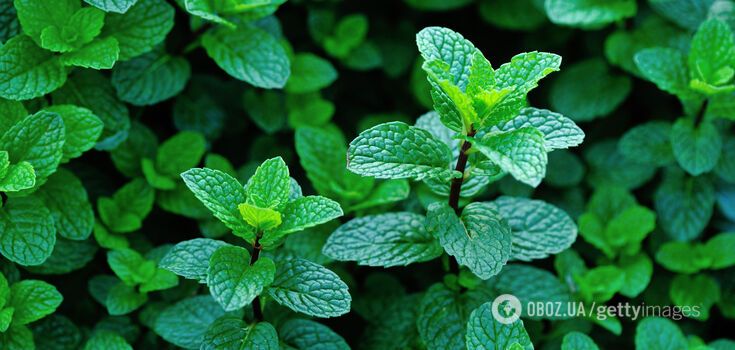 Mint has antiseptic and anti-inflammatory properties