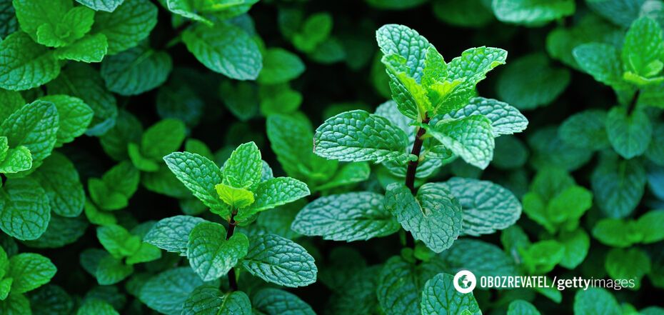 Mint has antiseptic and anti-inflammatory properties