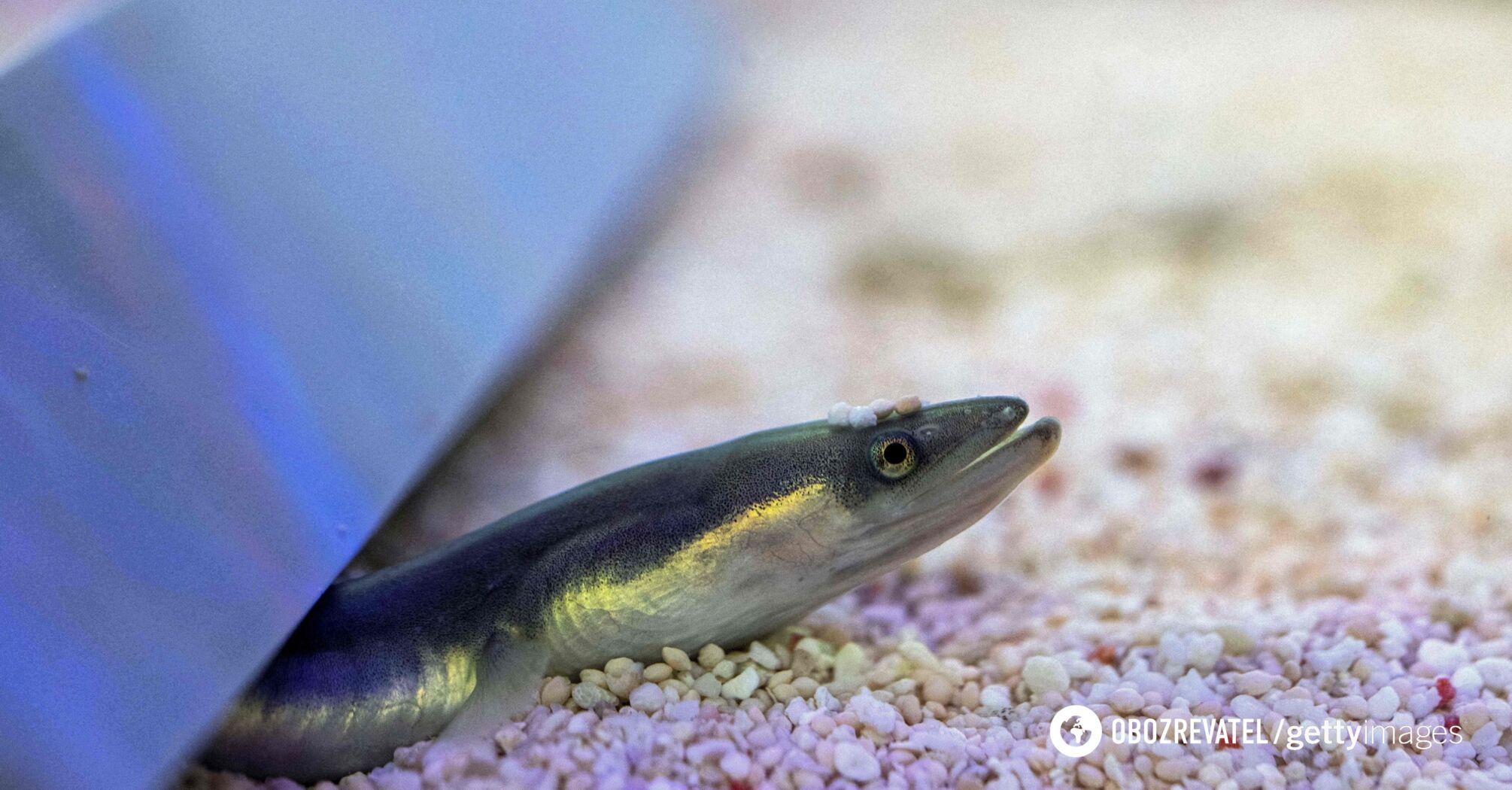 Jaws of death. The network was struck by a video of Japanese eels fleeing from the stomach of a predator that ate them