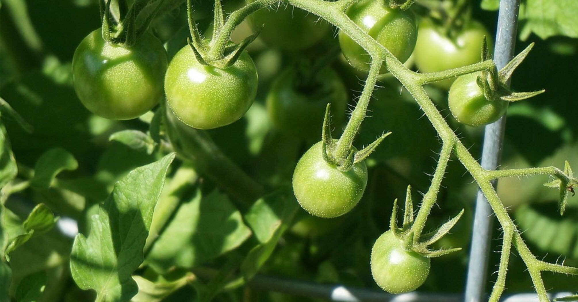 Green tomato salad for the winter – the best recipes