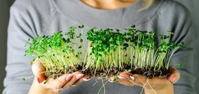 benefits of microgreens