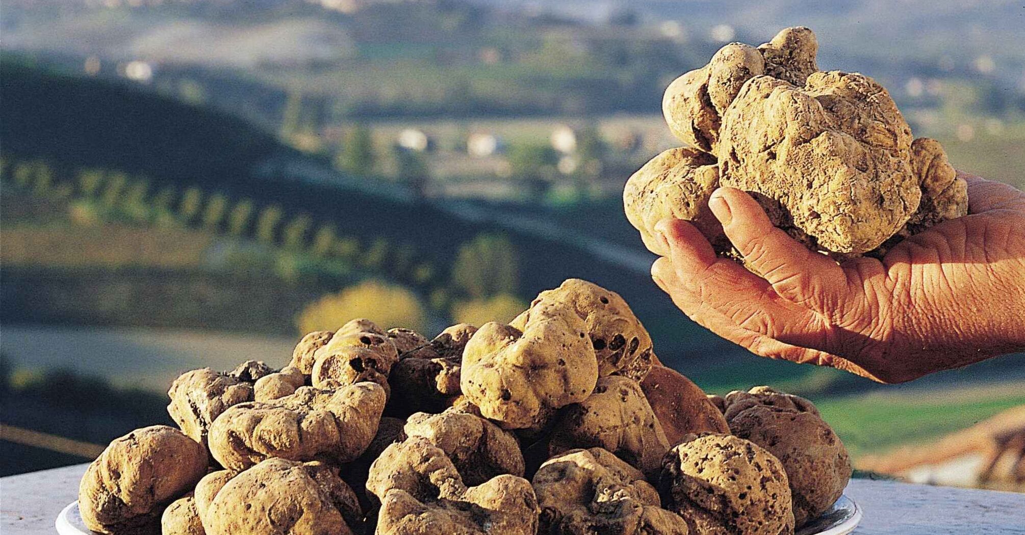 white truffle