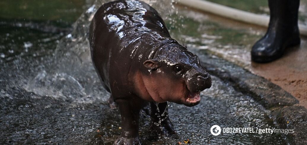 The dwarf hippo star is not just a cute creature: he's a step towards saving an entire species. Photo