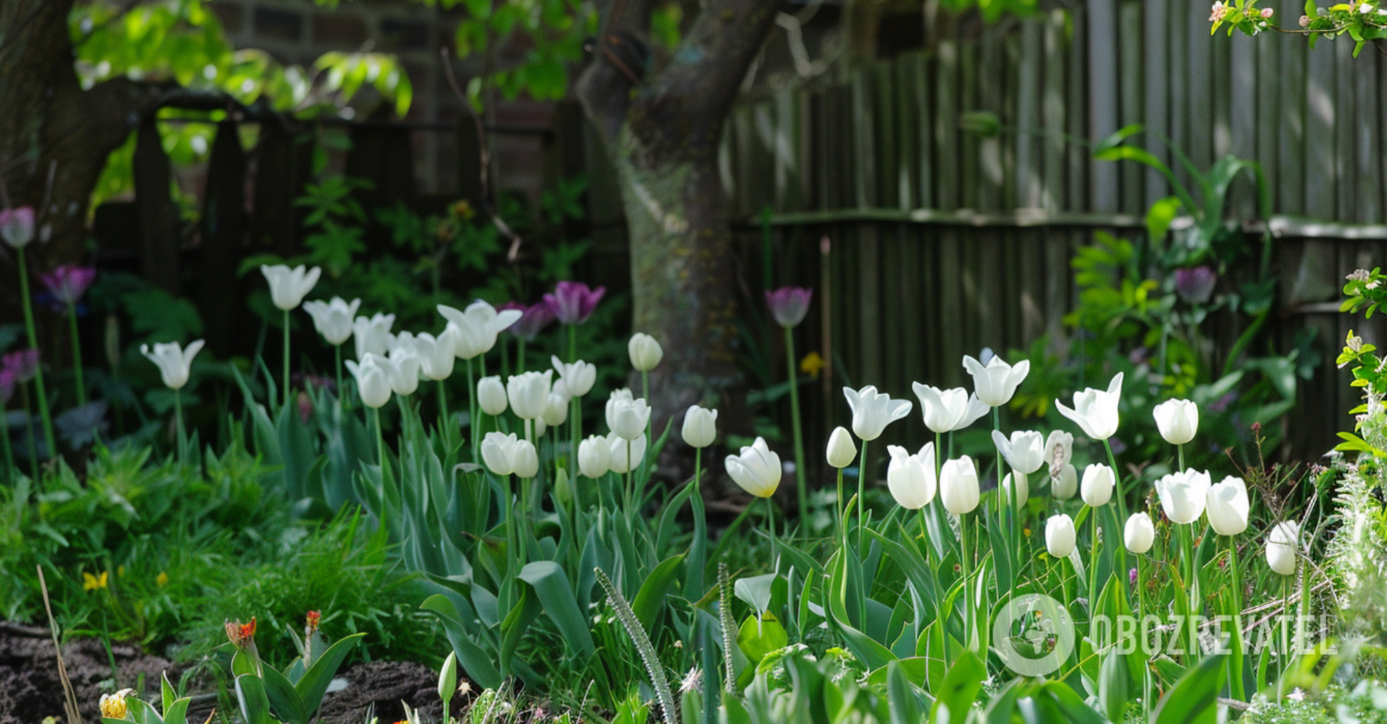 You'll be pleasantly surprised in spring: how to plant tulips in autumn