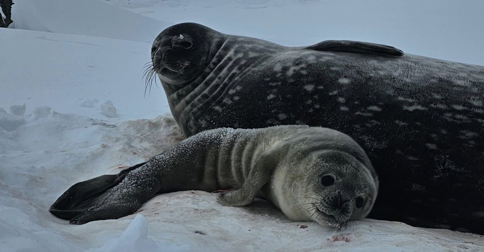 "Extremely cute news". Ukrainian polar explorers showed the first seal of 2024, which was born near Vernadsky