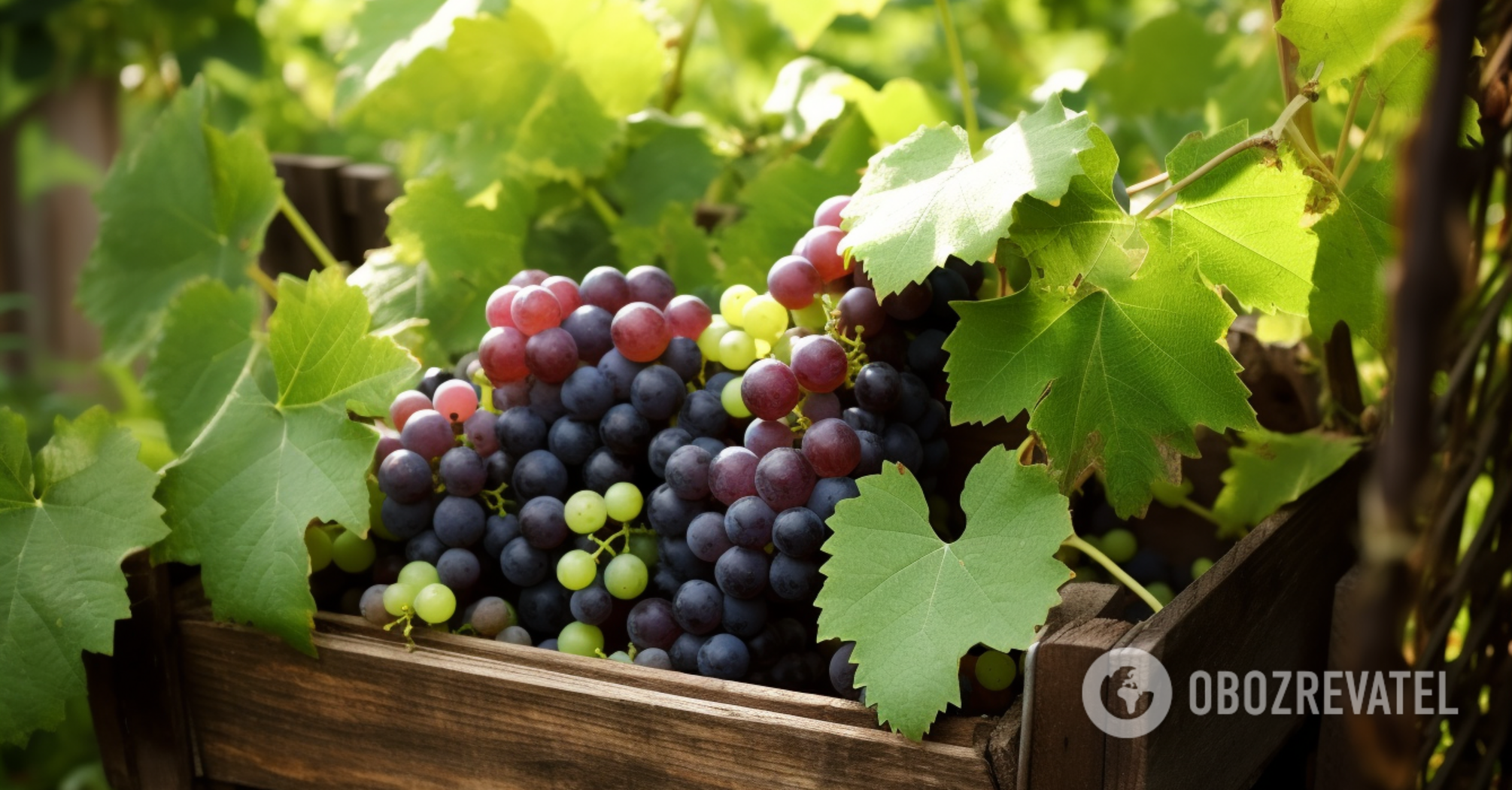 How to protect grapes from winter cold: best tips