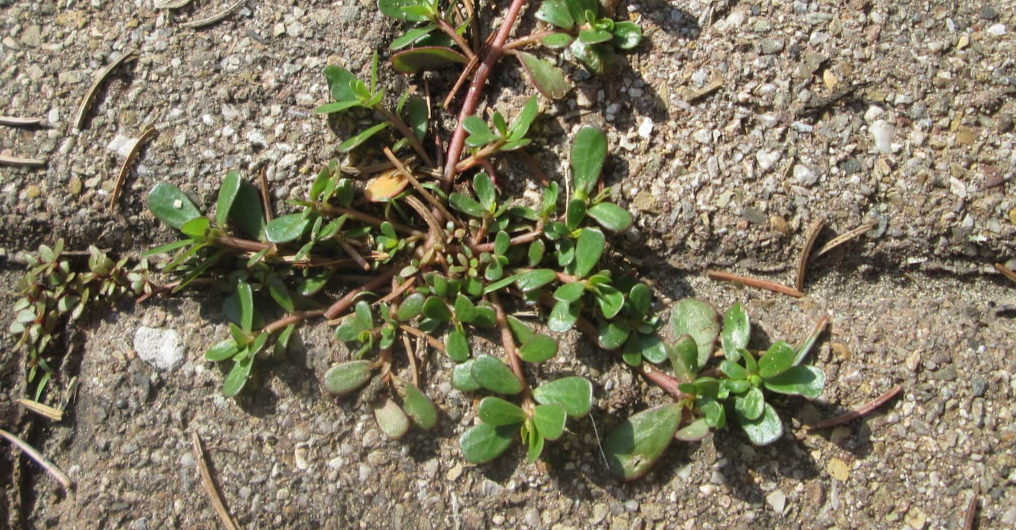 How to remove purslane from the garden: life hack for the fall