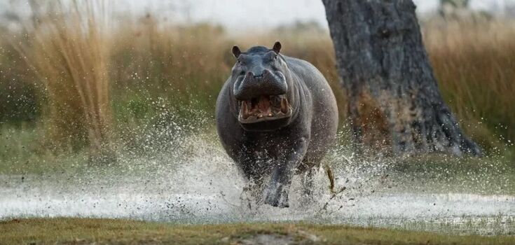 Hippos fly in the air at maximum speed: researchers have made an unexpected discovery