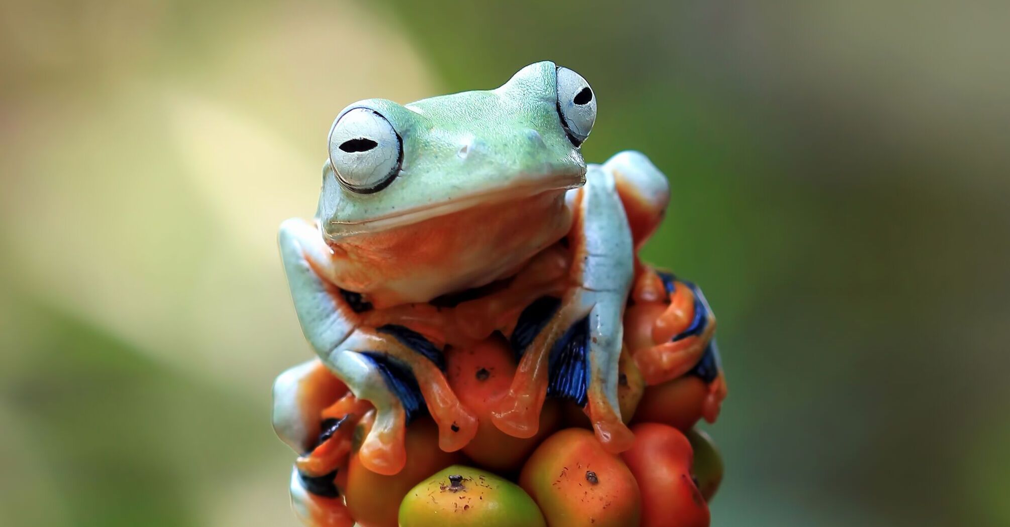 A blue frog was spotted in Australia: what a rare mutant looks like. Photo