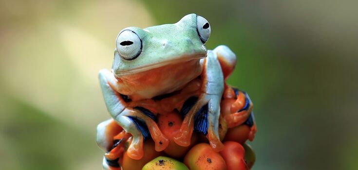 A blue frog was spotted in Australia: what a rare mutant looks like. Photo