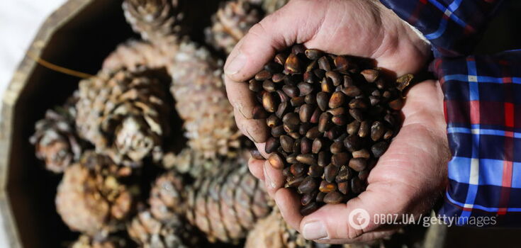 Pine nuts: the new superfood that keeps you young