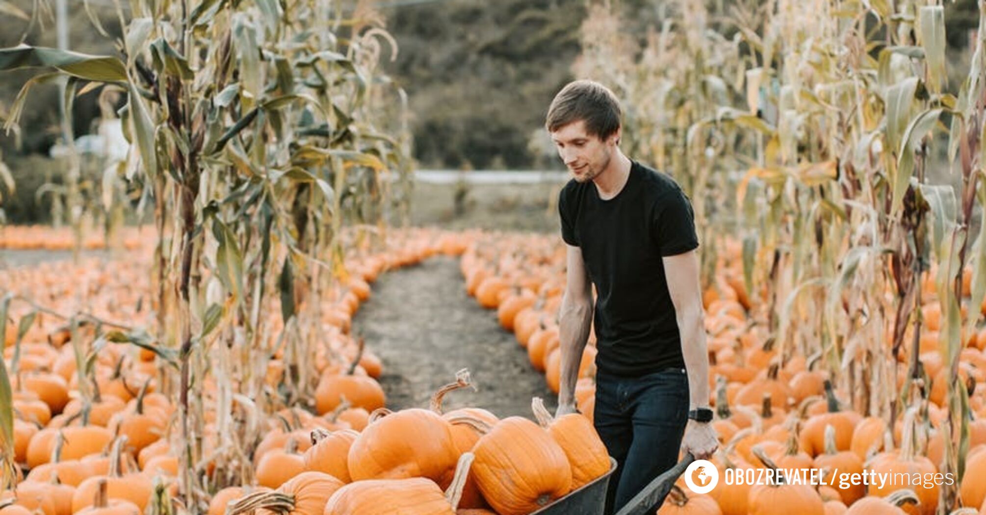 How to store pumpkin properly