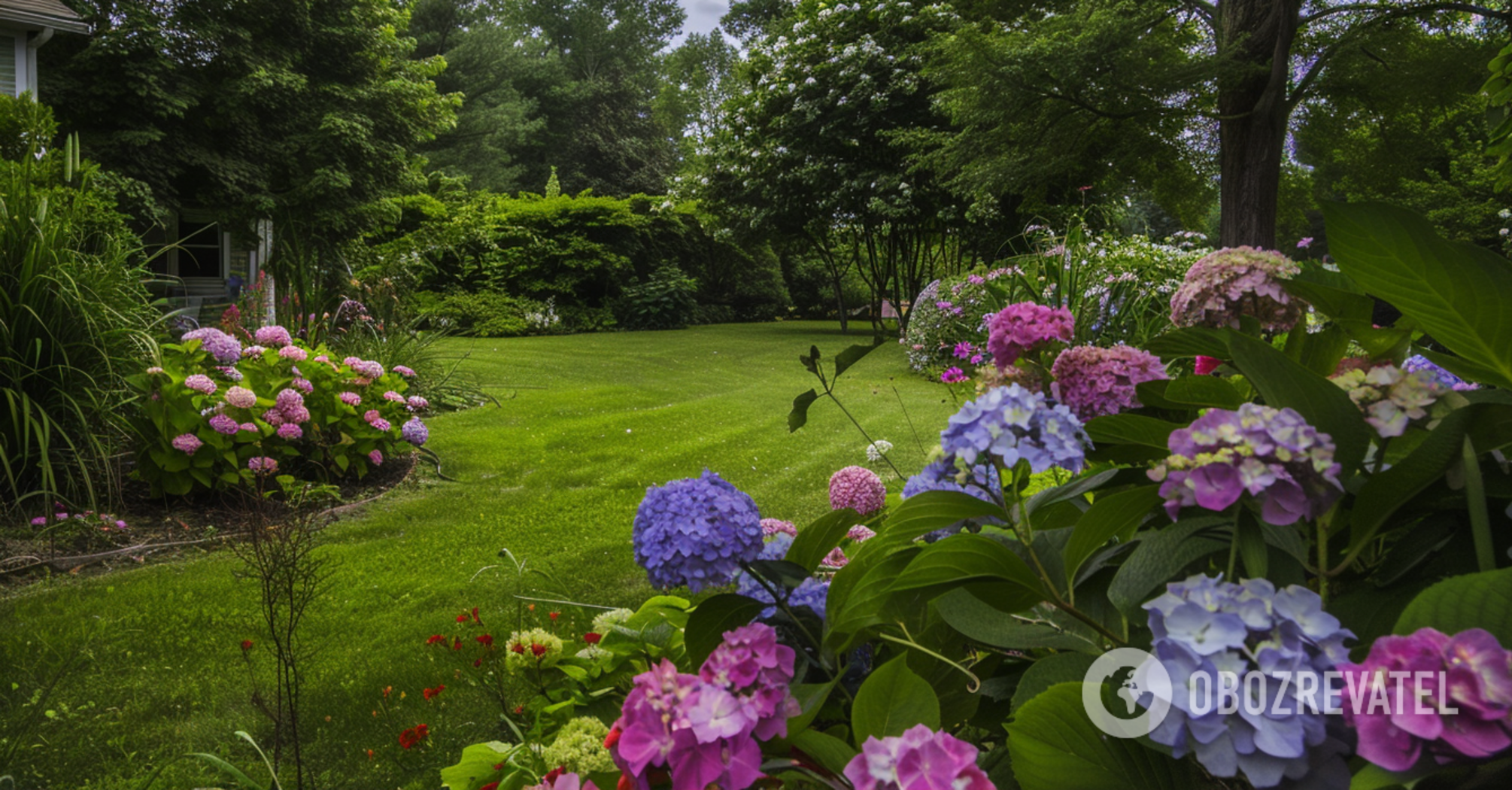 It's time: how to prepare hydrangeas for the winter cold