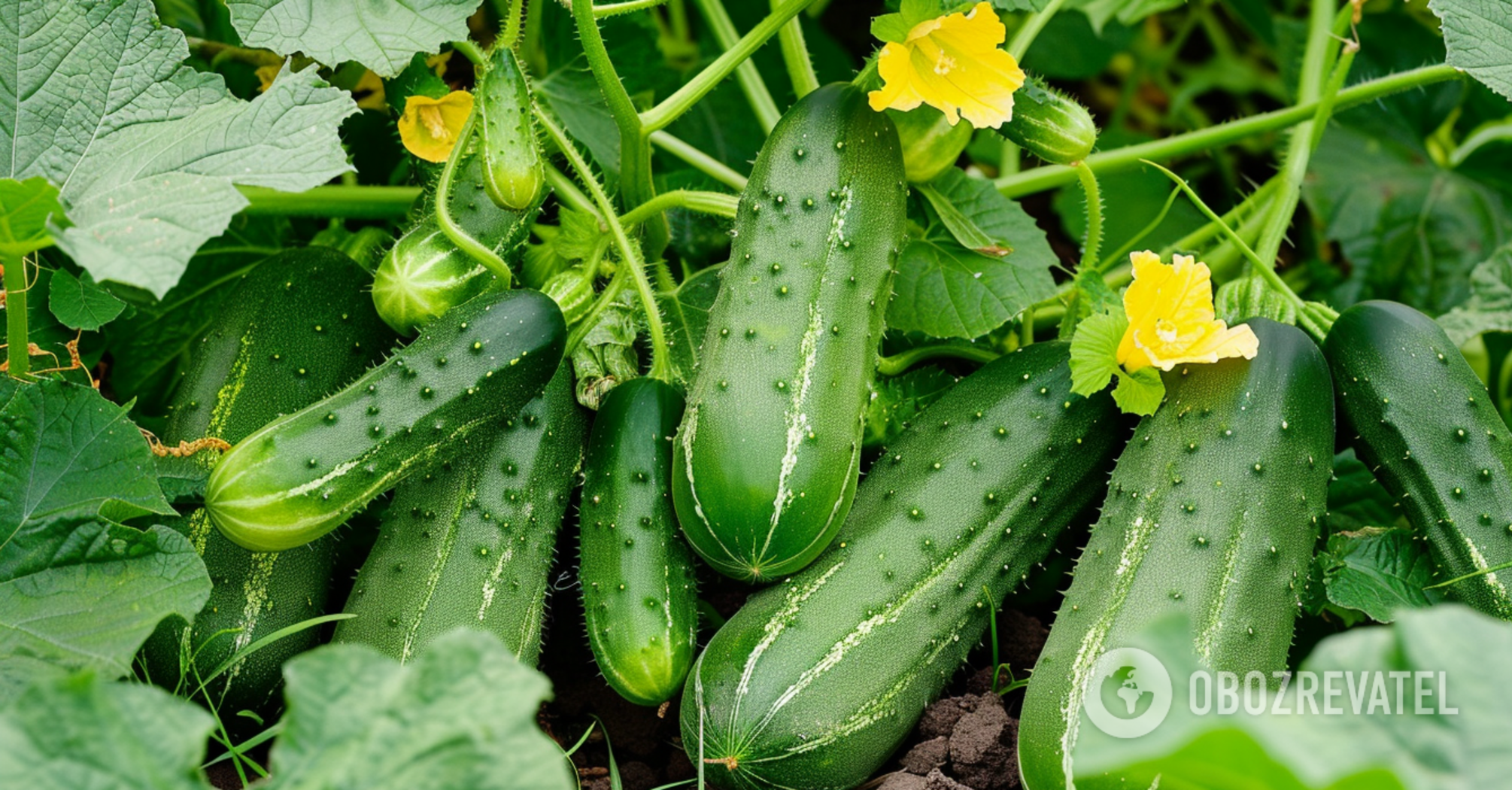 Fresh until winter: how to grow cucumbers in bags