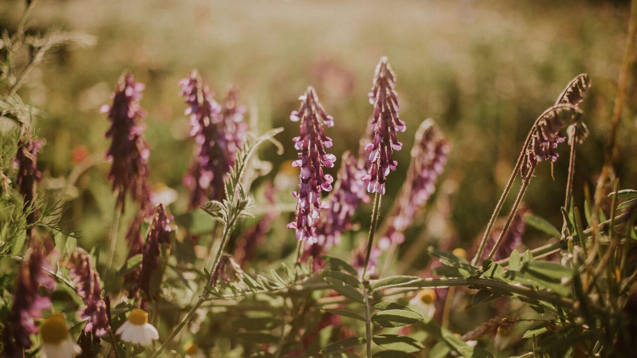 Neighbors will be delighted: how to grow heather at home