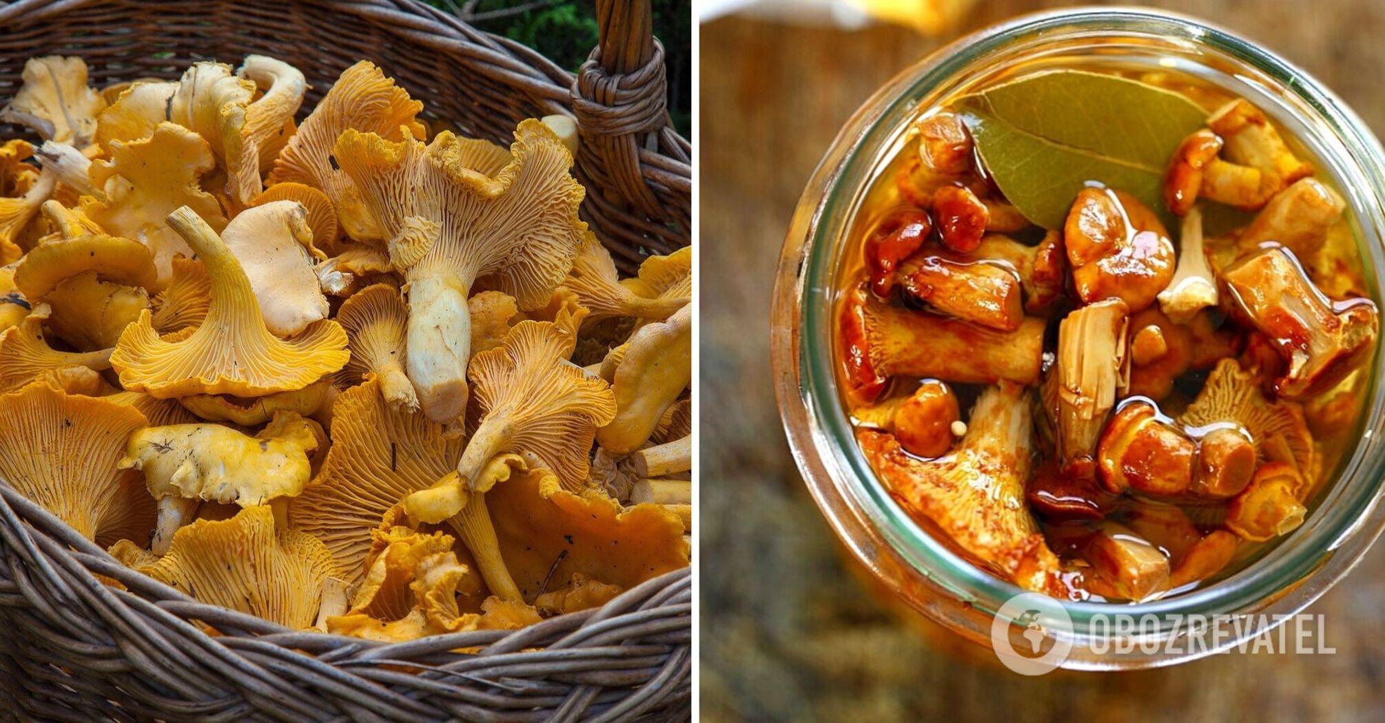 Pickled chanterelles