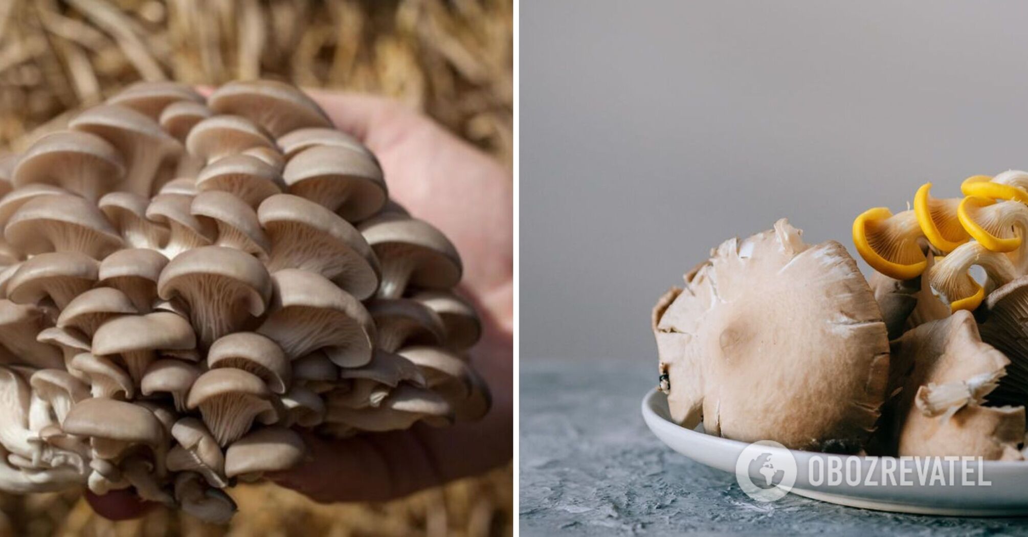 What to prepare with oyster mushrooms: 3 delicious options