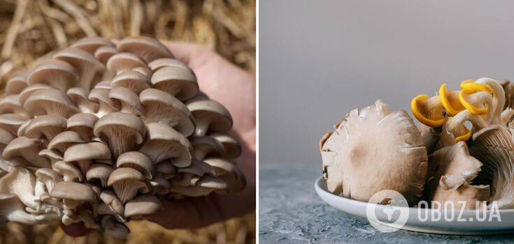What to prepare with oyster mushrooms: 3 delicious options