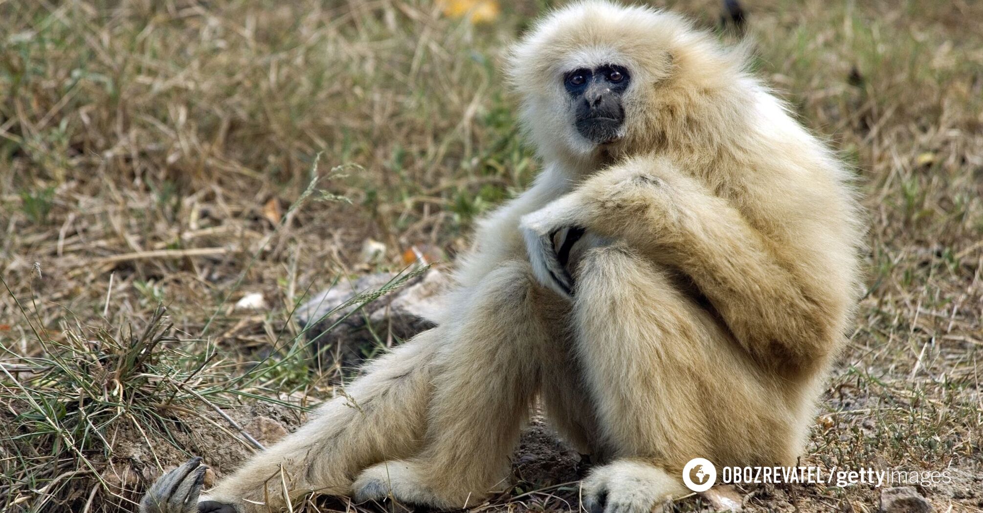 Dance of the robots. Gibbons organized a "disco of the 1970s" in a rescue center: the audience was delighted