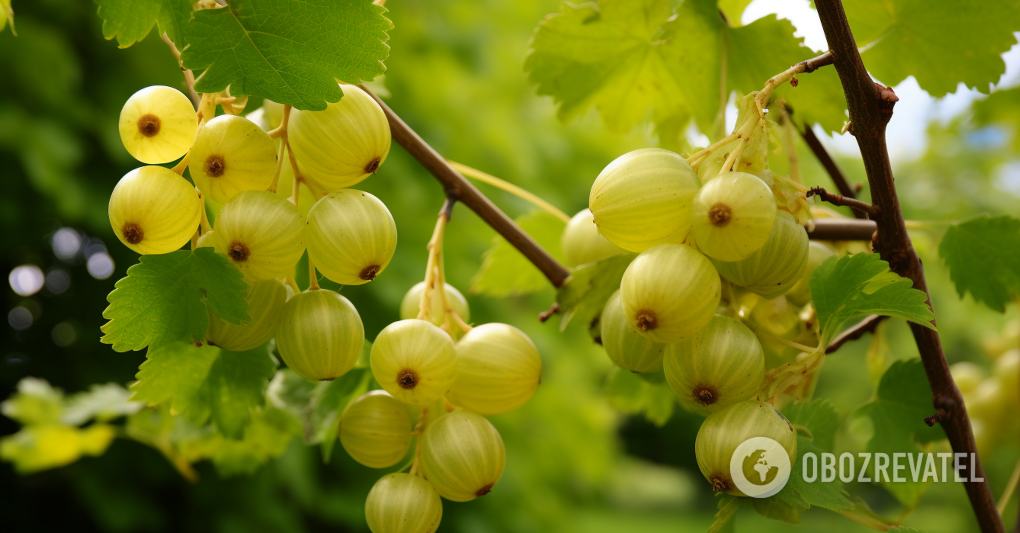 How to care for gooseberries in the fall: main rules for fertilizing and pruning