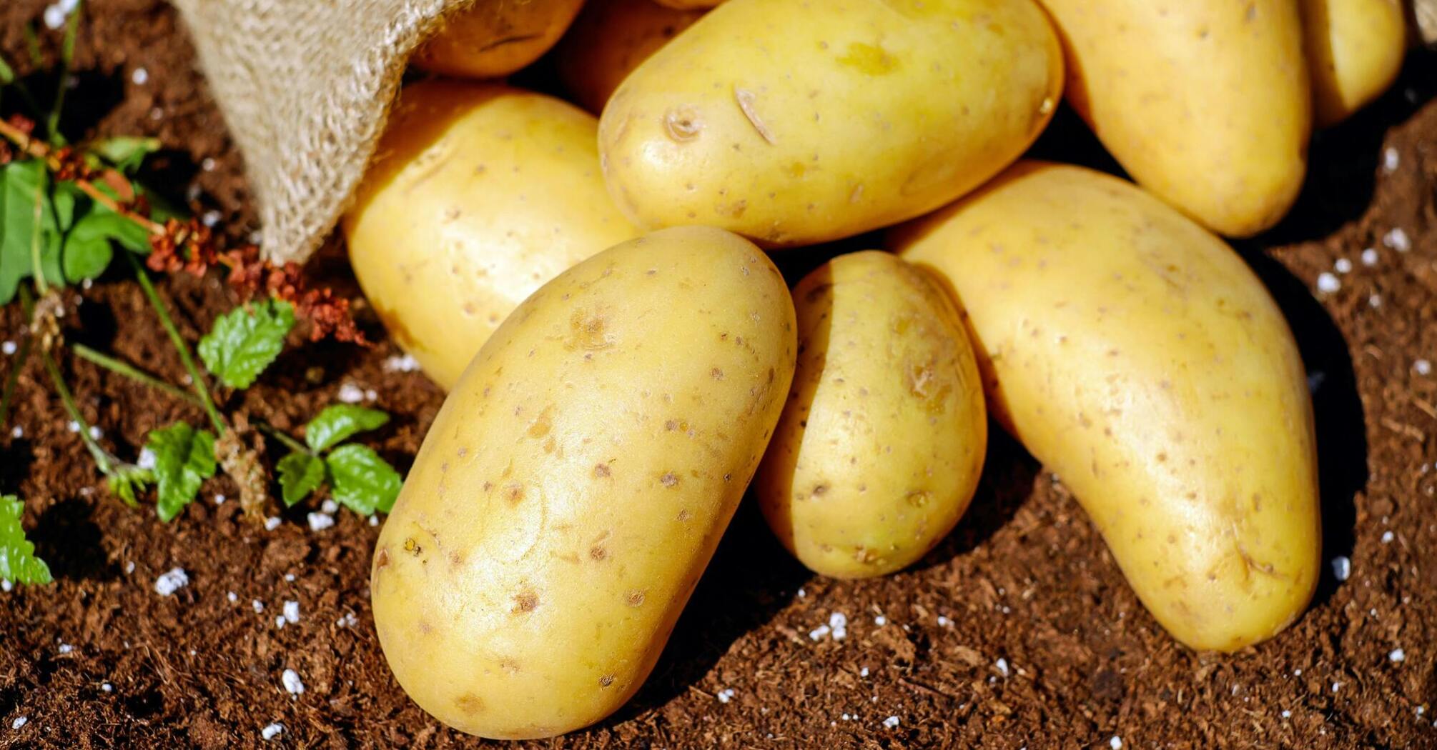 You've definitely been peeling potatoes wrong! An ingenious life hack that will save you from suffering