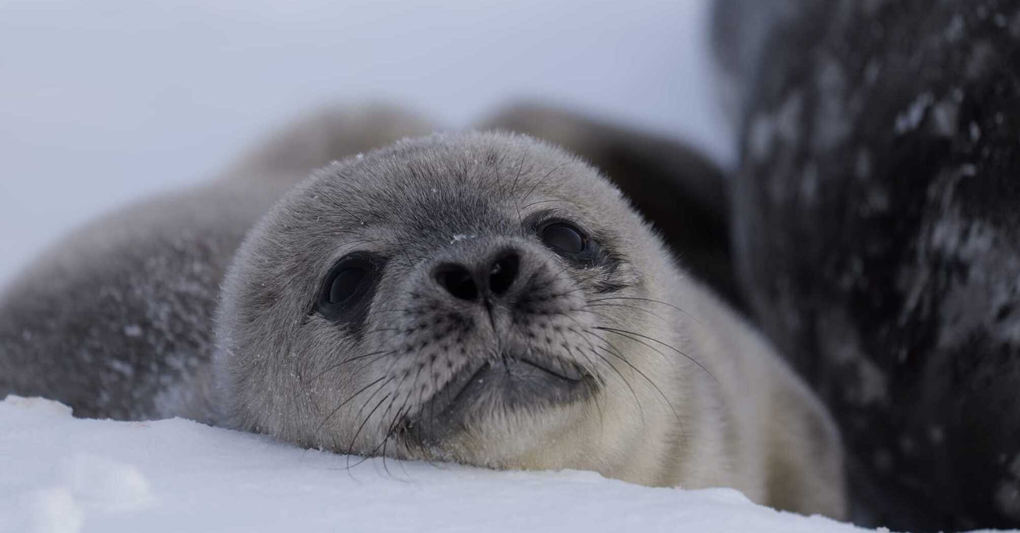 Heart-shaped nose: Vernadsky station polar explorers choose a name for this year's first seal