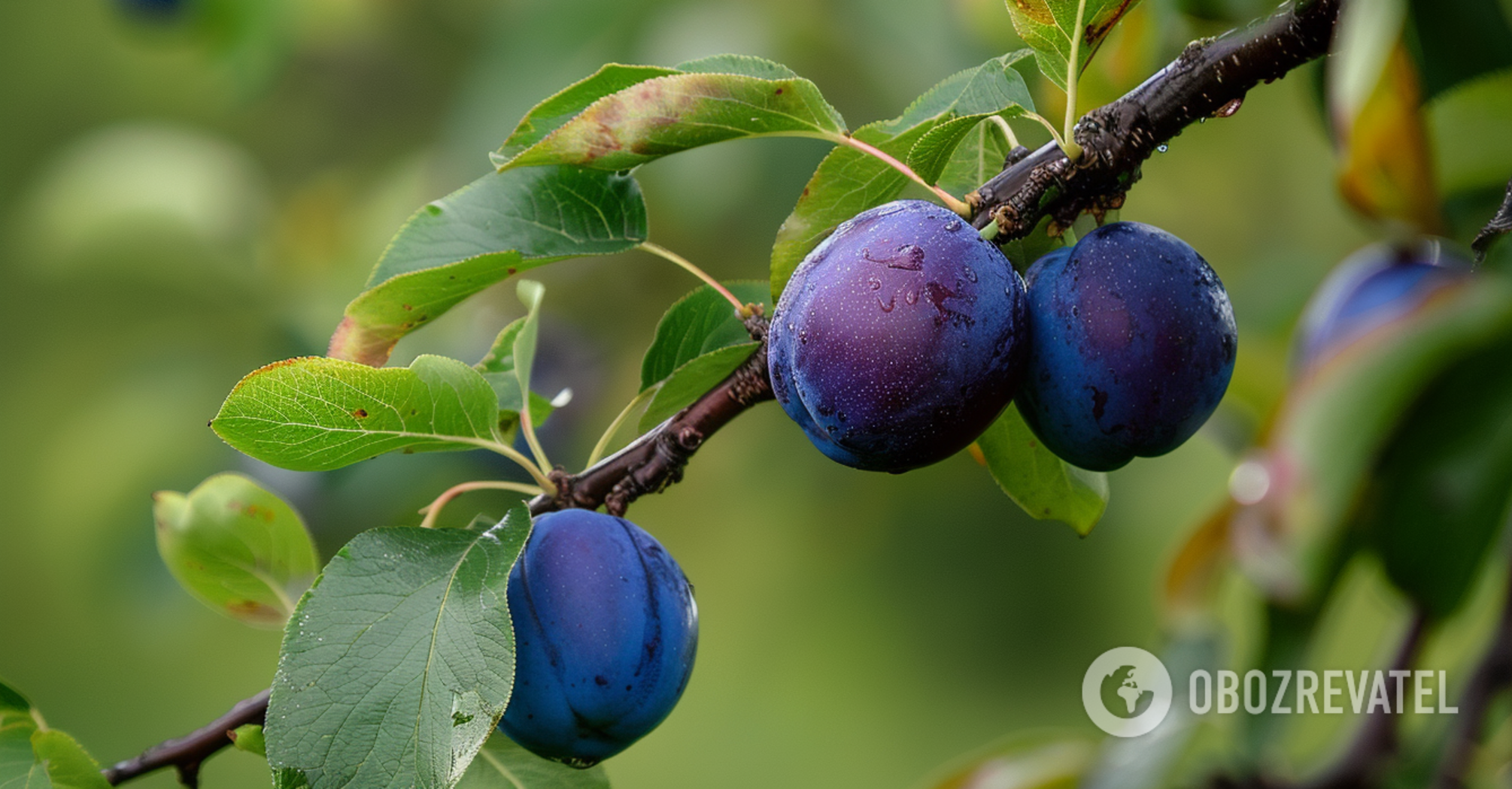 Harvest will double: how to feed a Hungarian plum in the fall