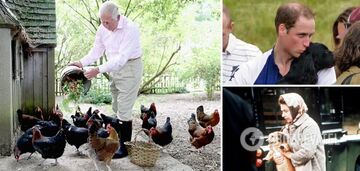 Karol III ma kurczaki, a papuga Jerzego V jadła z nim przy tym samym stole: jakie zwierzęta mieli Windsorowie?