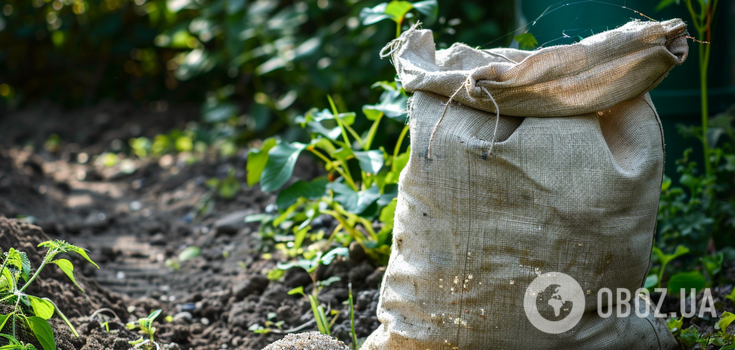 For an early harvest: when to sow parsley for the winter