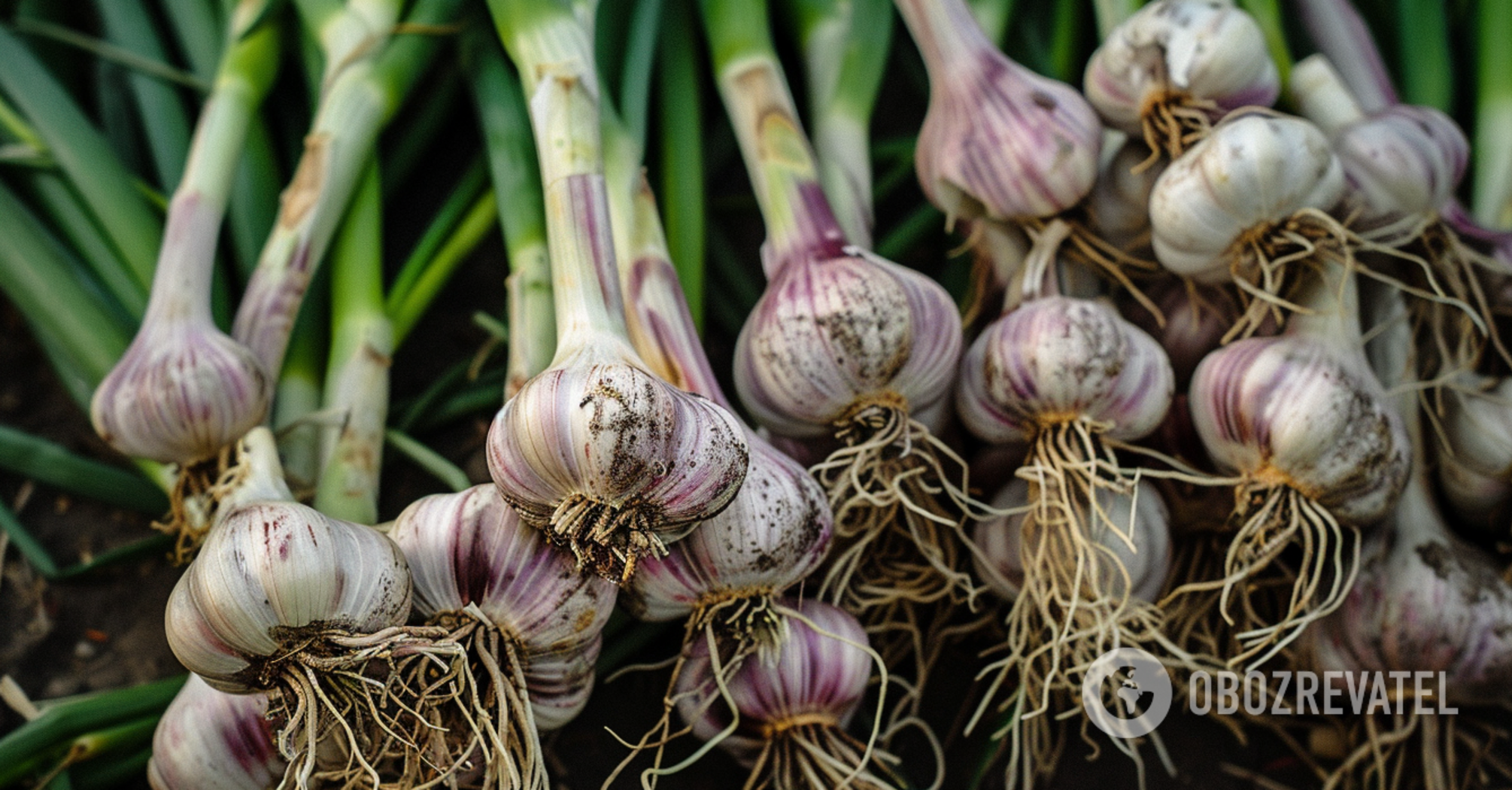 When to plant winter garlic: tips from experienced gardeners