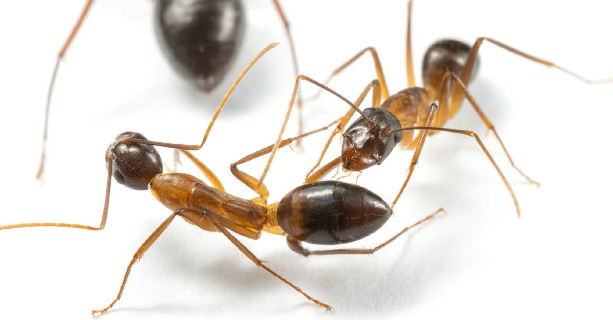 It looks like a scene from a Spielberg movie. Video of ants saving wounded relatives by "amputation" has appeared