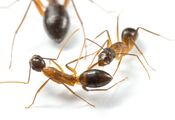 It looks like a scene from a Spielberg movie. Video of ants saving wounded relatives by "amputation" has appeared