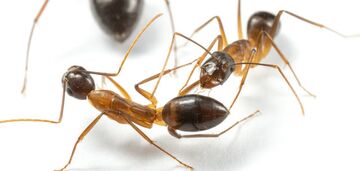 It looks like a scene from a Spielberg movie. Video of ants saving wounded relatives by "amputation" has appeared