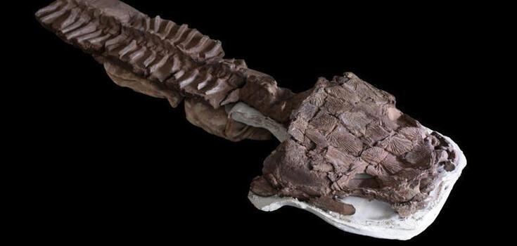 Giant teeth and a head resembling a toilet seat. The remains of a swamp monster have been found in Namibia