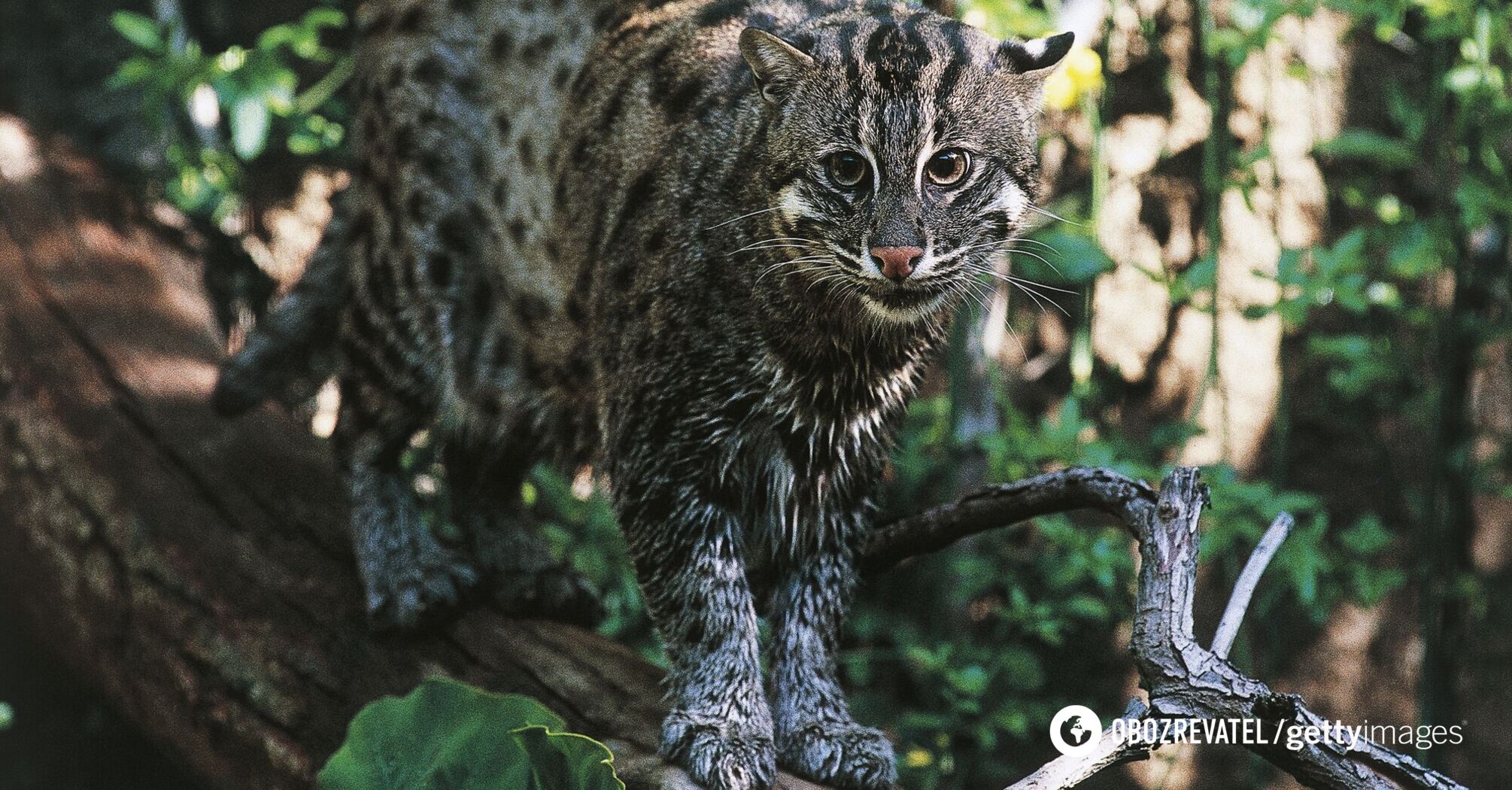They quack like ducks and climb trees. Rare fishing cats caught on video in Bangladesh