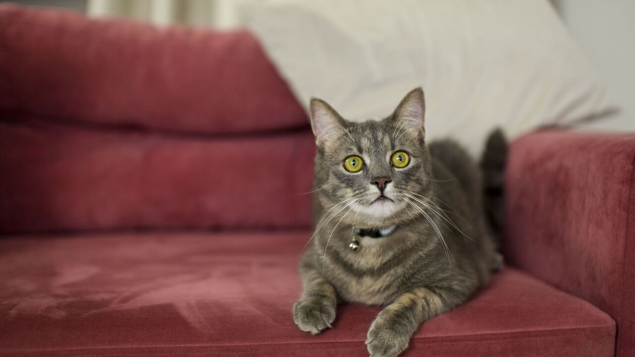It has become known why cats scratch furniture and wallpaper