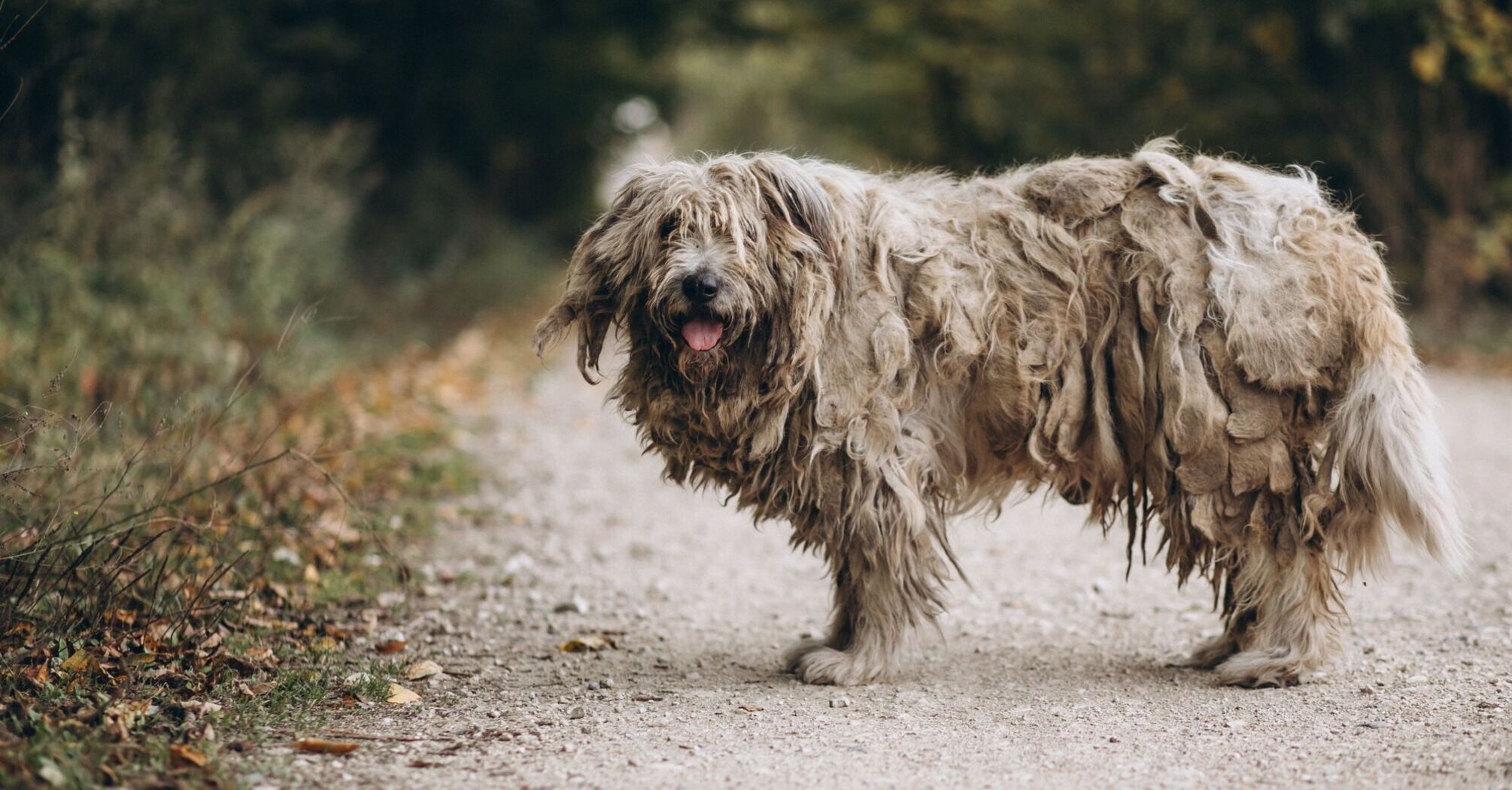 Why dogs like to roll in mud and feces: scientific explanation