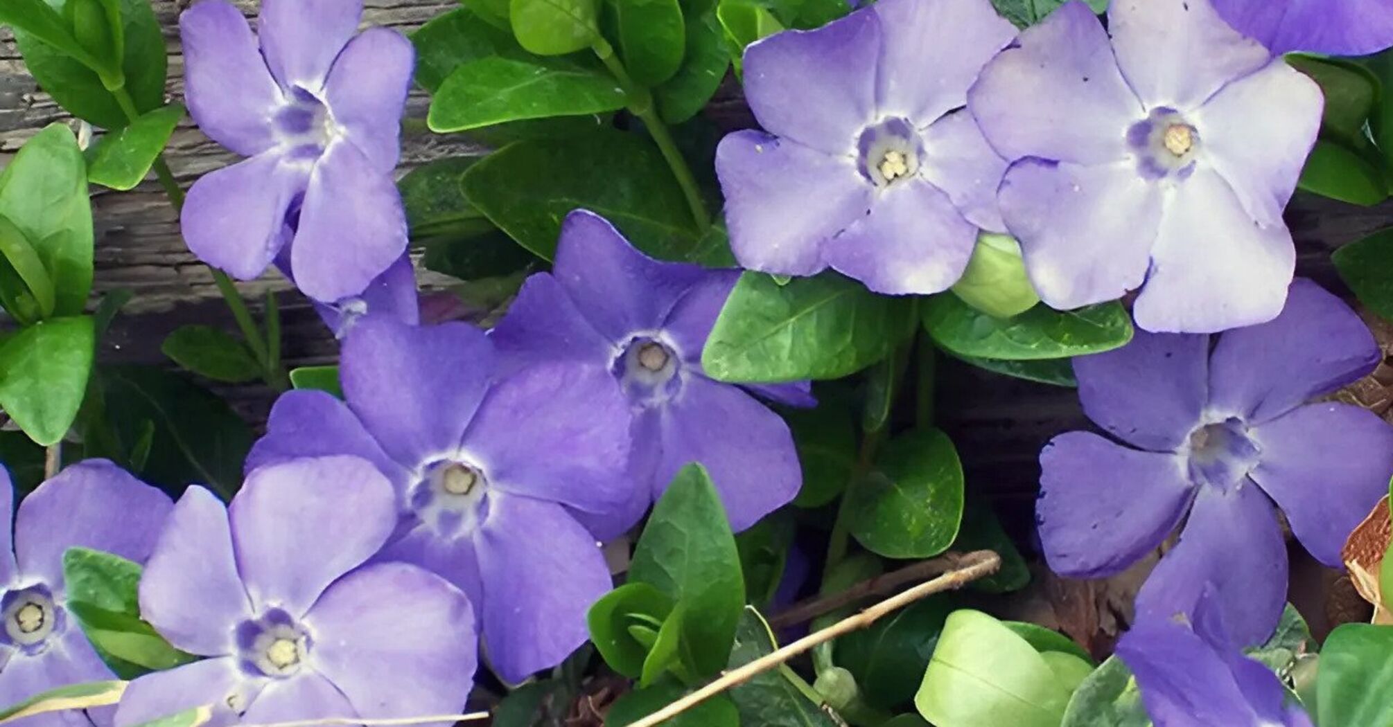 How to grow periwinkles at home: care tips