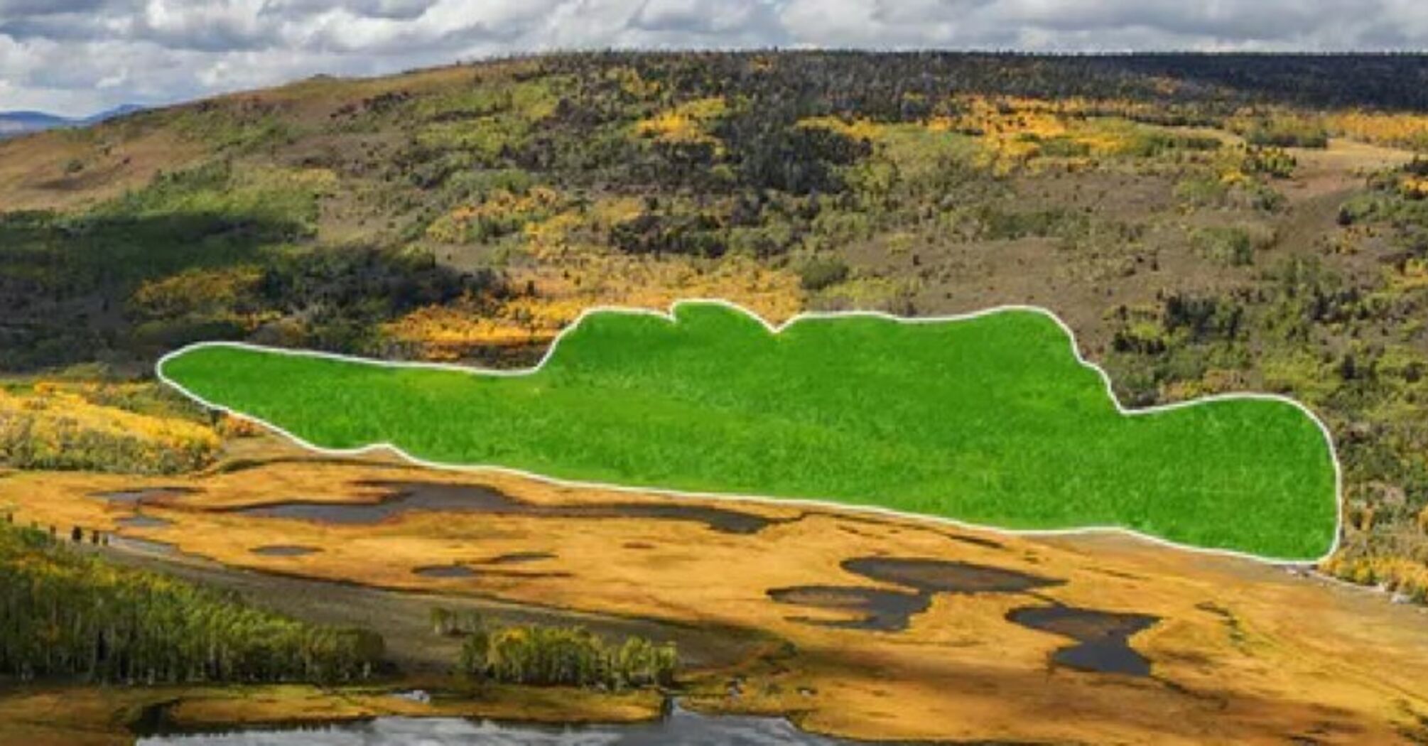 The largest organism on Earth is endangered: what Pando looks like and what scientists say. Photo.