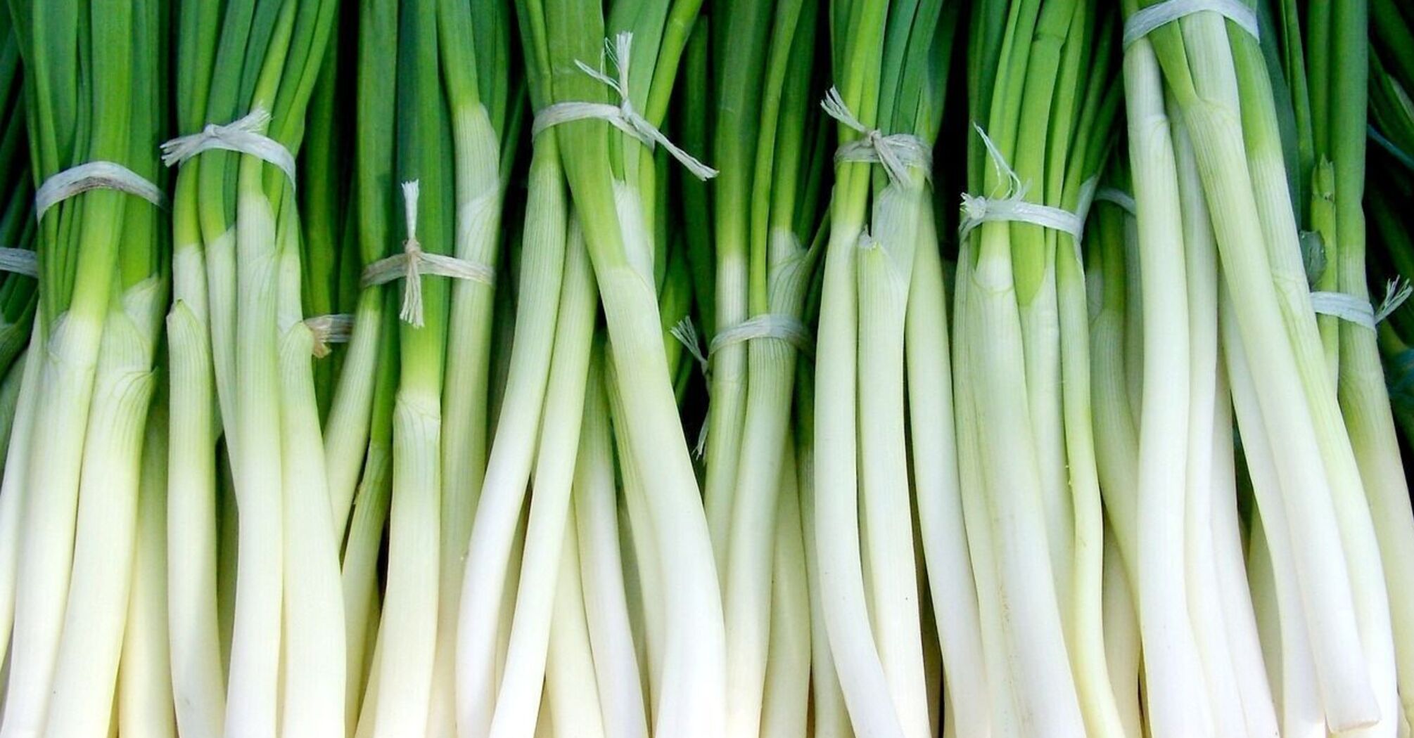 Will always be at hand: how to grow green onions in water